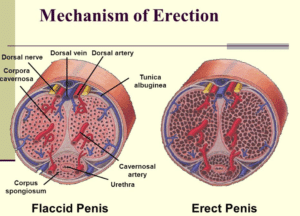 erecție mecanism de erecție